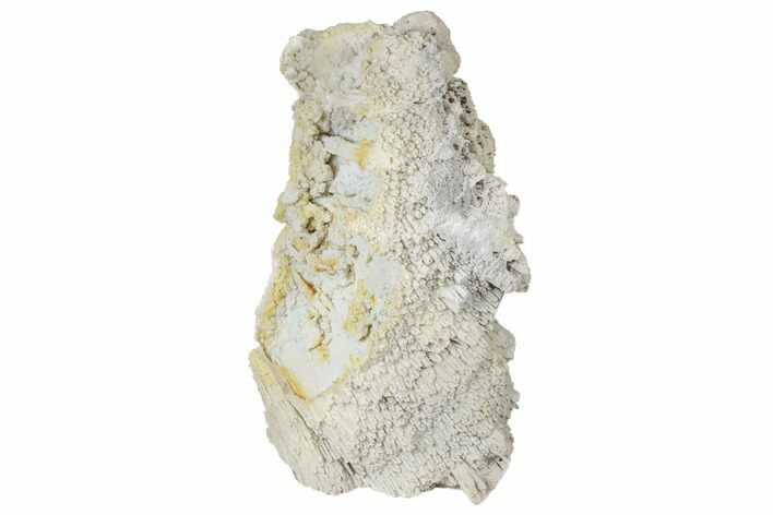 Agatized Fossil Coral Geode - Florida #188202